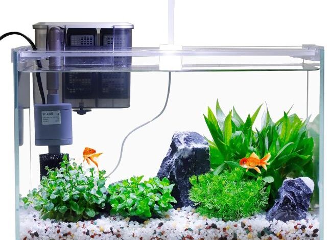 Affordable Vimvins Small Fish Tank in Ohio (OH): Why Are Beginners Choosing This 3-Gallon Glass Aquarium?